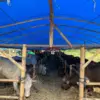 Waspadai Hewan Kurban Bermasalah, Dispangtan Cimahi Periksa Ketat Ternak dari Luar Daerah