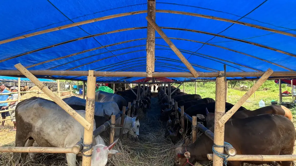 Waspadai Hewan Kurban Bermasalah, Dispangtan Cimahi Periksa Ketat Ternak dari Luar Daerah