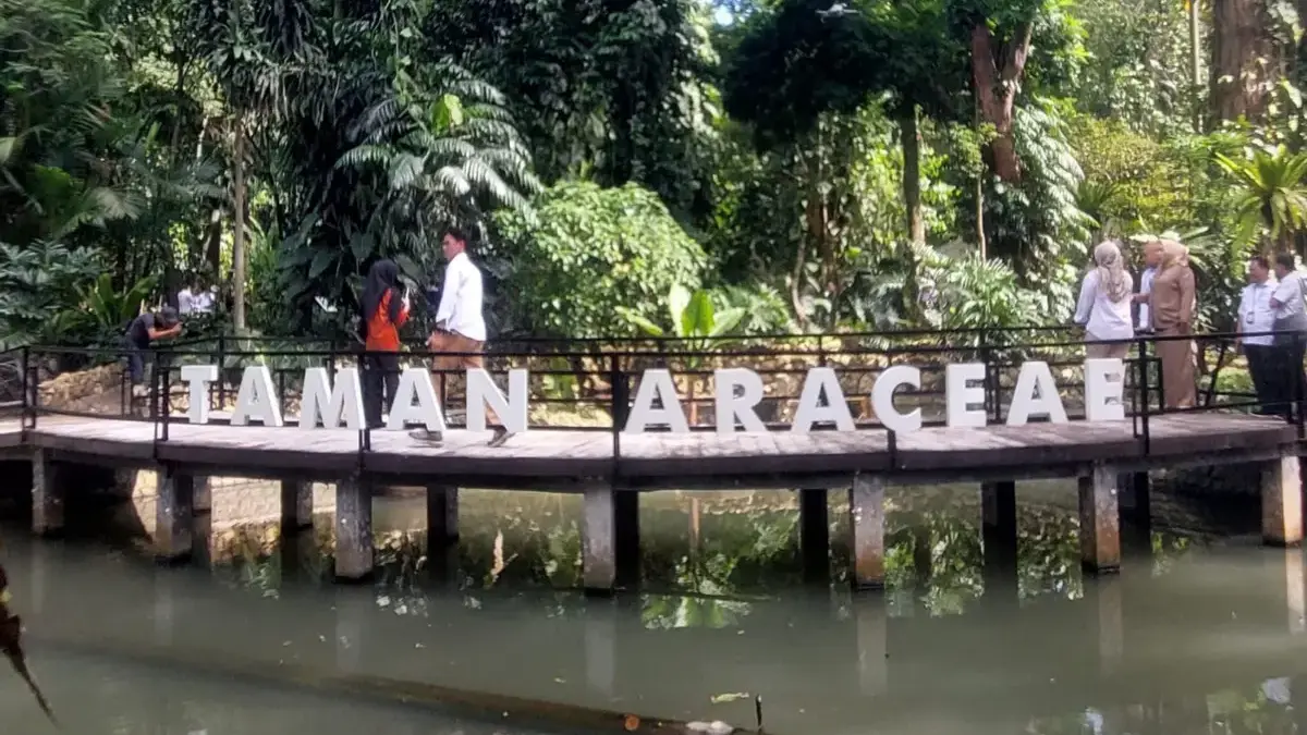 HUT ke-209, Kebun Raya Bogor Resmikan Taman Araceae Usai Direvitalisasi untuk Edukasi Publik HUT ke-209, Kebun Raya Bogor Resmikan Taman Araceae Usai Direvitalisasi untuk Edukasi Publik