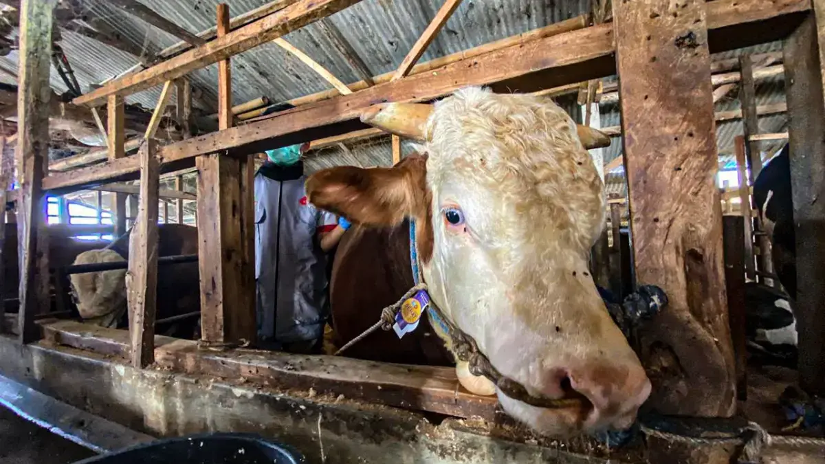 Mayor, sapi jenis simental milik peternak asal Kecamatan Cisarua, Bandung Barat dipilih menjadi hewan kurban P