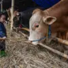 Jelang Idul Adha, Pemprov Jabar Pastikan Stik Hewan Kurban Aman