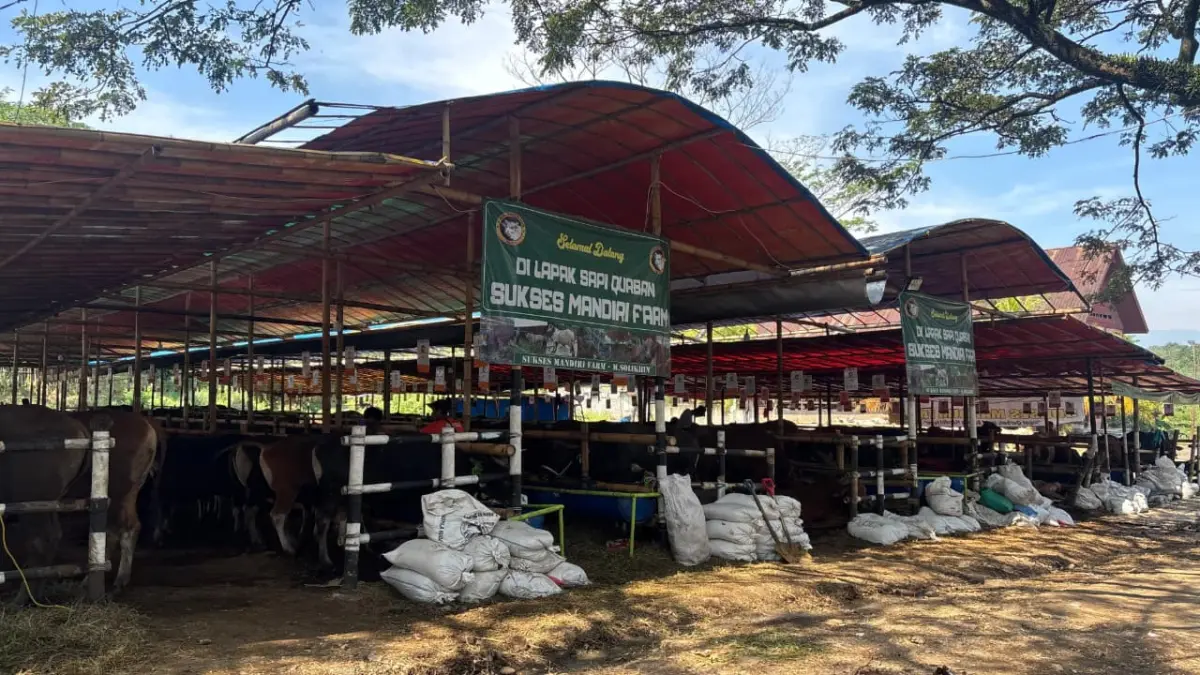 Jual 450 Sapi Jelang Iduladha 2026, Pengusaha di Bogor Pegang Prinsip \'Cari Uang Sebulan untuk Makan Setahun