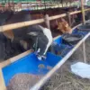 Sapi yang dijual untuk kurban di lapak penjualan sapi kurban resmi di kawasan Jalan Abdullah bin Nuh