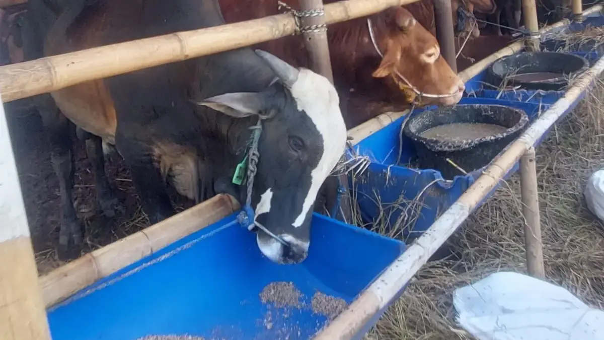 Stok Sapi Kurban di Kota Bogor Dipastikan Aman, Diperkirakan Tersedia Hingga 19 Ribu Ekor Sapi yang dijual untuk kurban di lapak penjualan sapi kurban resmi di kawasan Jalan Abdullah bin Nuh
