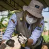 Petugas DKPP memeriksa hewan kurban kambing di Soekarno Hatta, Kota Bandung. Foto: Dimas Rachmatsyah