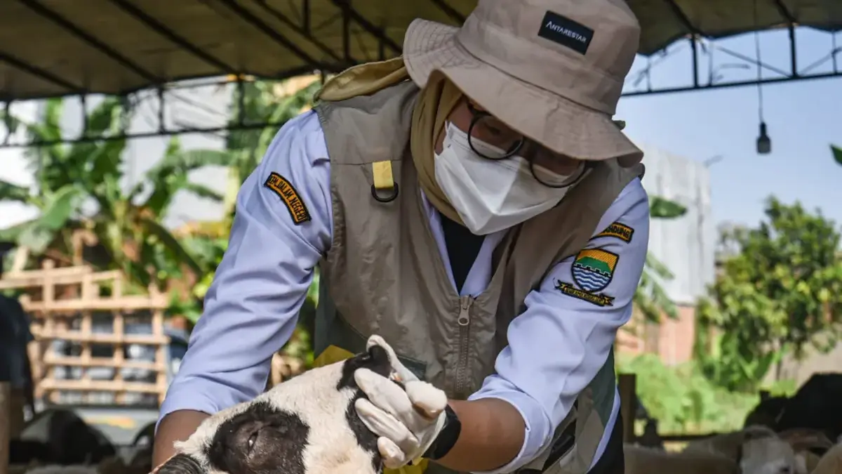 Petugas DKPP memeriksa hewan kurban kambing di Soekarno Hatta, Kota Bandung. Foto: Dimas Rachmatsyah