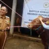 Bantuan Sapi Kurban Bernama \"Dragon Ball\" Seberat 1,1 Ton dari Presiden Prabowo Tiba di Cimahi