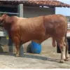 Kabupaten Bogor menerima bantuan satu ekor sapi kurban berjenis Simental yang berbobot lebih dari satu ton