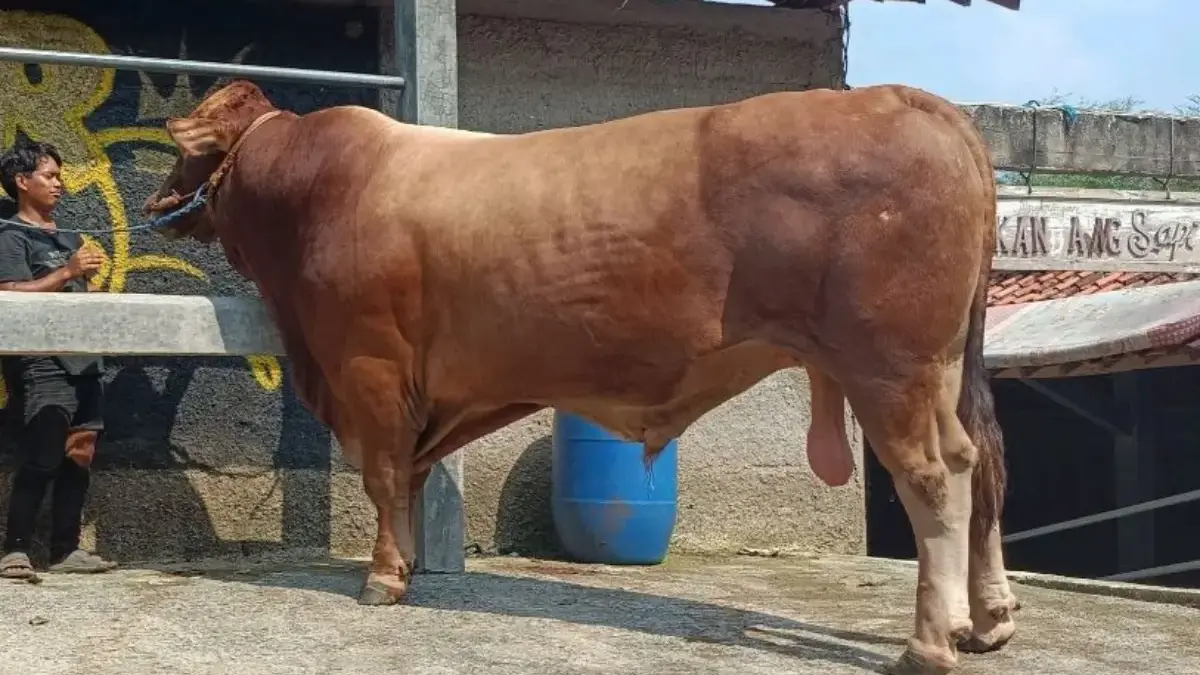 Sapi Simental 1 Ton Bantuan Presiden Prabowo Siap Dikurbankan di Bogor Kabupaten Bogor menerima bantuan satu ekor sapi kurban berjenis Simental yang berbobot lebih dari satu ton