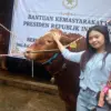 Peternak Cantik Jelita Bahagia Sapinya Dibeli Presiden