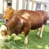 Berbobot 1,2 Ton, Kedatangan Bruno Si Sapi Kurban Presiden di Kabupaten Tasikmalaya Disambut Warga