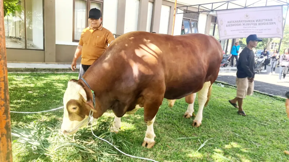 Berbobot 1,2 Ton, Kedatangan Bruno Si Sapi Kurban Presiden di Kabupaten Tasikmalaya Disambut Warga