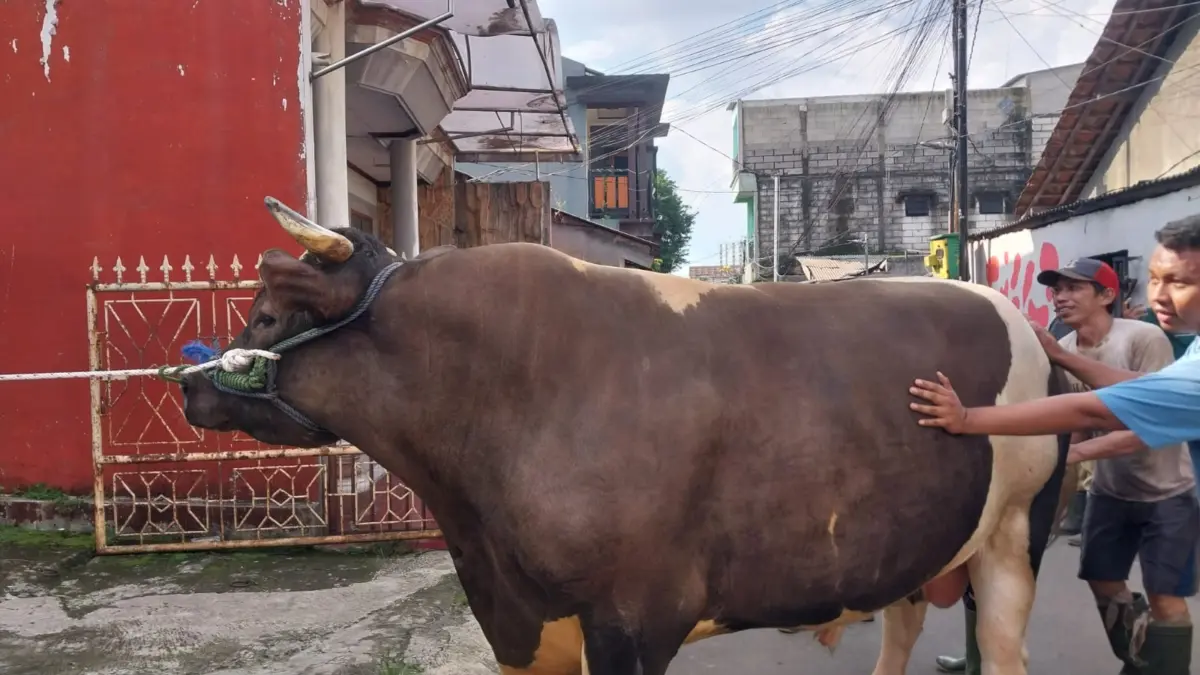Sapi Kurban Presiden Prabowo untuk Warga Bogor Tiba di Kayumanis, Bobot Romi Capai 1,05 Ton Sapi kurban Presiden RI Prabowo Subianto untuk masyarakat Kota Bogor dikirim ke lokasi penyembelihan di Masjid