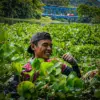 Melawan Gulma Seorang Diri, Mang Kiclik Jaga Nadi Kehidupan Waduk Saguling