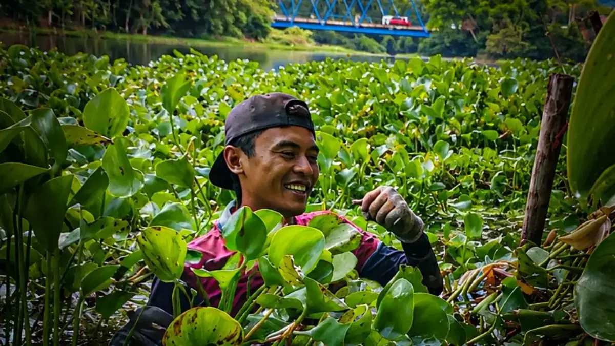 Melawan Gulma Seorang Diri, Mang Kiclik Jaga Nadi Kehidupan Waduk Saguling