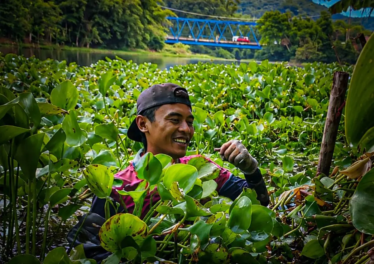 Melawan Gulma Seorang Diri, Mang Kiclik Jaga Nadi Kehidupan Waduk Saguling – jabarekspres.com