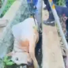 Sapi Ngamuk hingga Tercebur ke Parit di Babakan Madang, Damkar Evakuasi 45 Menit