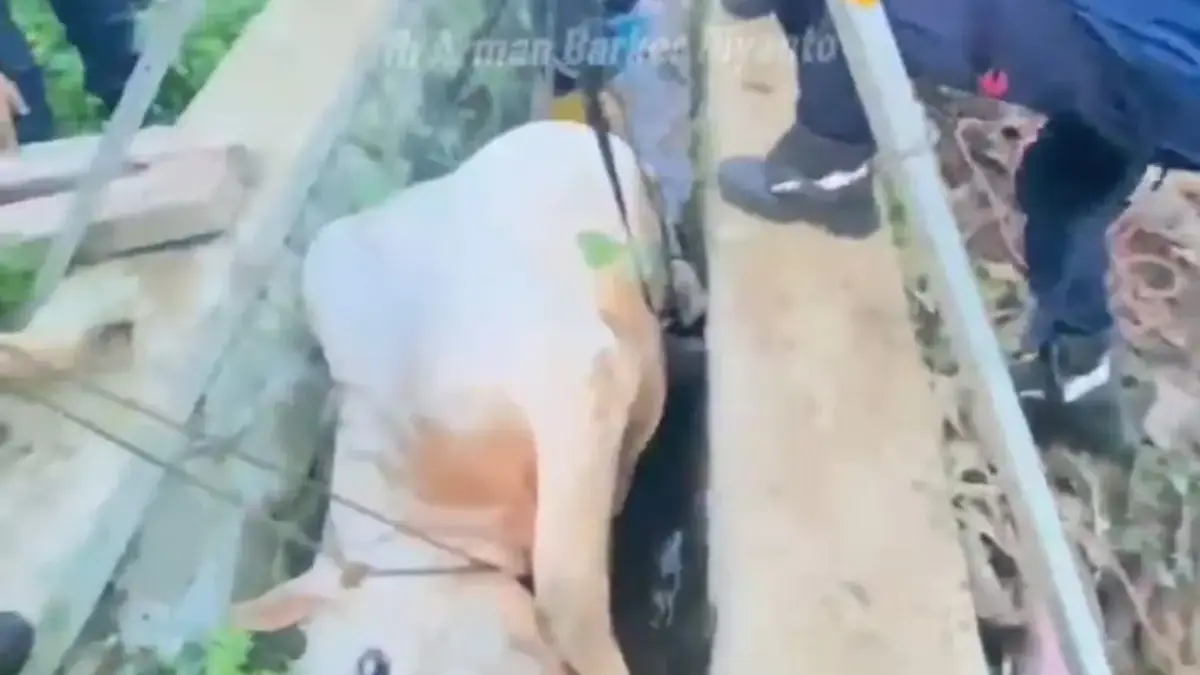 Sapi Ngamuk hingga Tercebur ke Parit di Babakan Madang, Damkar Evakuasi 45 Menit