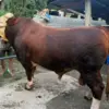 Sapi Kurban Presiden Prabowo untuk Kabupaten Bandung Capai 1,2 Ton, Disembelih di Dayeuhkolot!