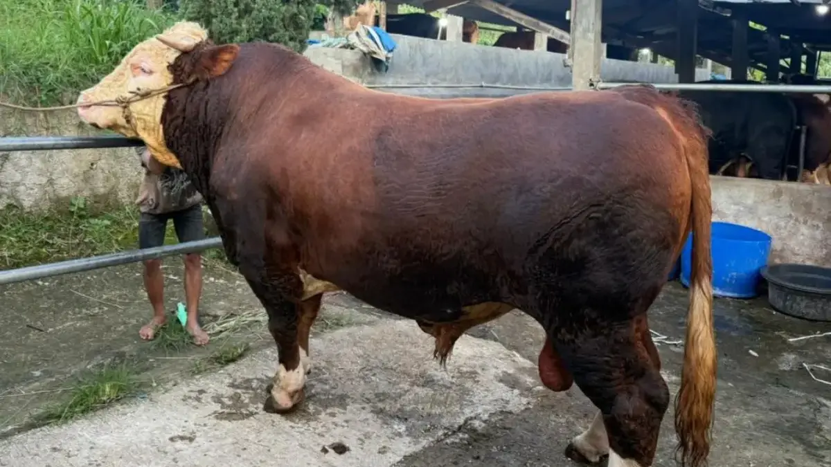 Sapi Kurban Presiden Prabowo untuk Kabupaten Bandung Capai 1,2 Ton, Disembelih di Dayeuhkolot!