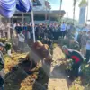 Pemkab Bogor Sembelih Sapi Bantuan Presiden Prabowo Berbobot 1,2 Ton di Masjid Nurul Wathon Cibinong