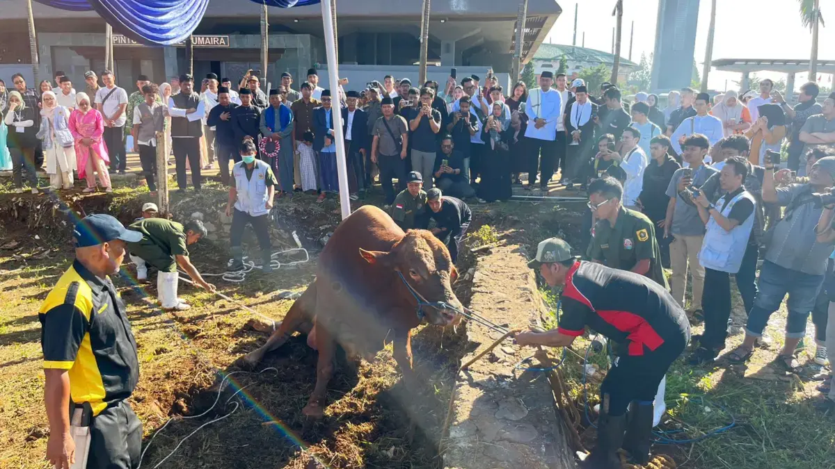 Pemkab Bogor Sembelih Sapi Bantuan Presiden Prabowo Berbobot 1,2 Ton di Masjid Nurul Wathon Cibinong
