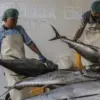 Akses Ekspor ke China Meluas, Industri Perikanan Indonesia Kian Percaya Diri Garap Pasar Global