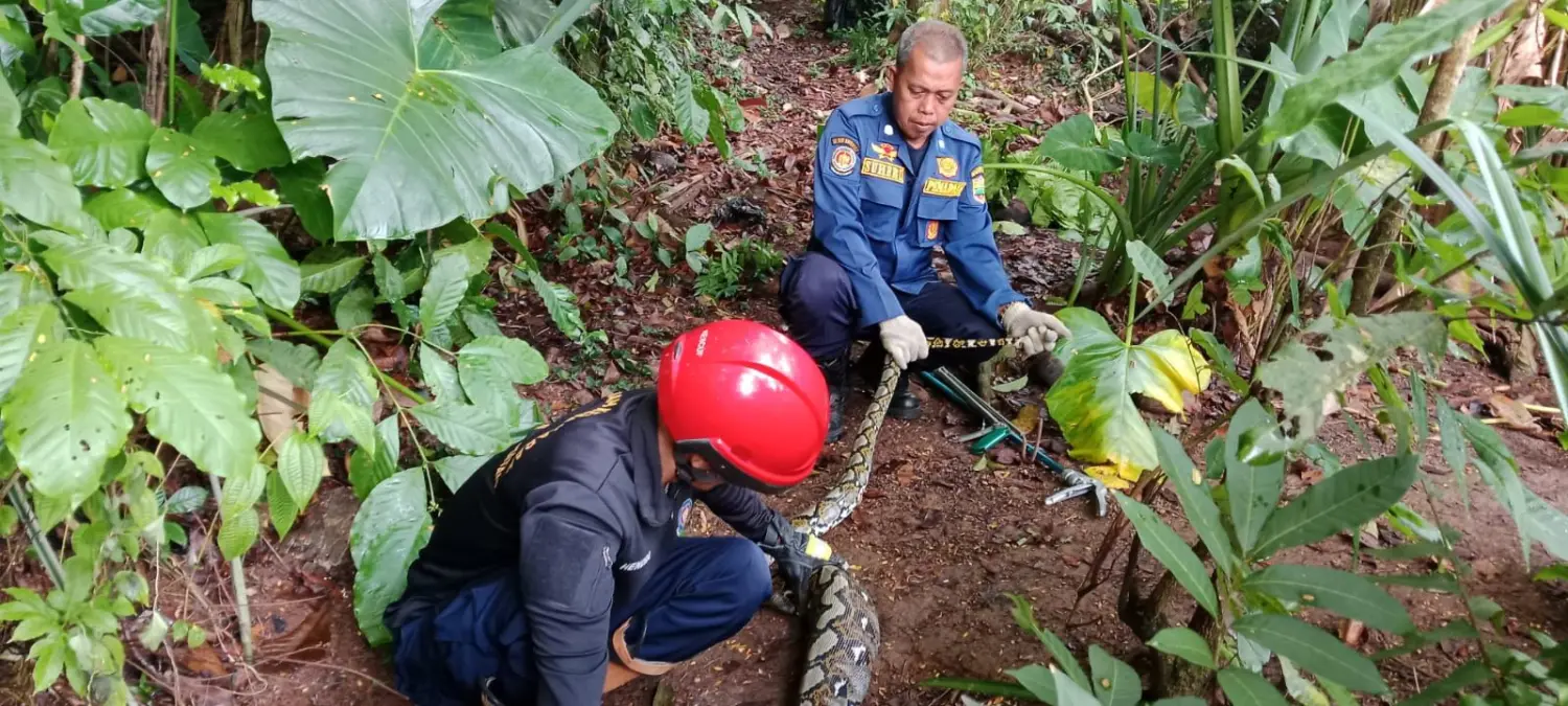 Geger Ular Sanca 2,2 Meter Mangsa Ayam Warga Ciamis, Damkar Lakukan Evakuasi – jabarekspres.com