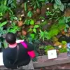 Seorang pria berinisial JE (29) warga Jakarta Pusat, saat diduga mencuri sejumlah tanaman konservasi langka d