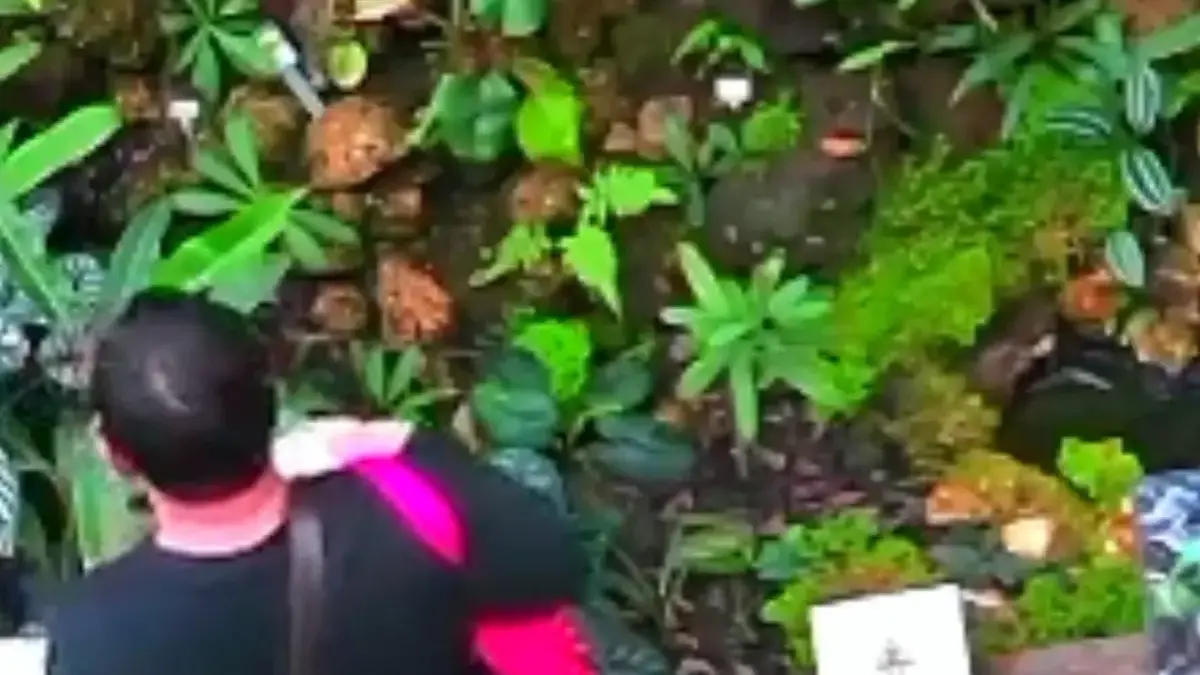 Pura-pura Jadi Pengunjung, Pria Asal Jakarta Diamankan Usai Tiga Kali Diduga Curi Tanaman Langka di Kebun Raya Seorang pria berinisial JE (29) warga Jakarta Pusat, saat diduga mencuri sejumlah tanaman konservasi langka d