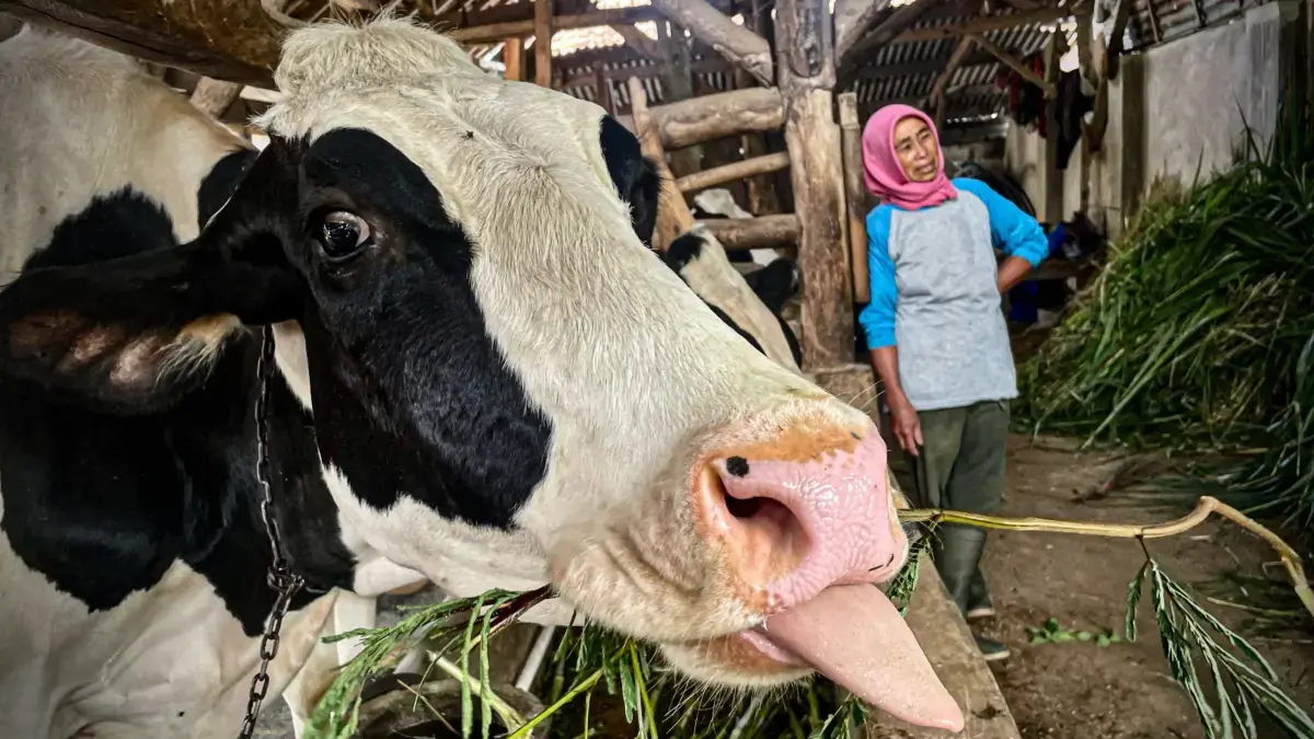 Petugas Temukan 45 Kasus Cacing Hati Saat Iduladha di KBB