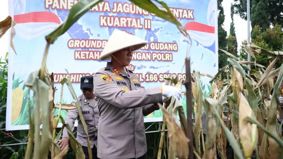 Dari Lahan Terbengkalai Menjadi Sumber Pangan, Program Jagung Polres Cimahi Tunjukkan Hasil Kapolres Cimahi, AKBP Niko N Adi Putra (Doc. Polres Cimahi)