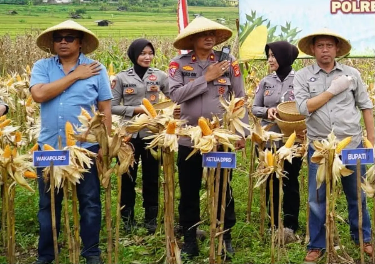 Kawal Ketahanan Pangan, Satreskrim Polres Tasikmalaya Awasi Perkembangan Perkebunan Jagung – jabarekspres.com