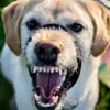 Ilustrasi: Anjing rabies. Dok Pixabay