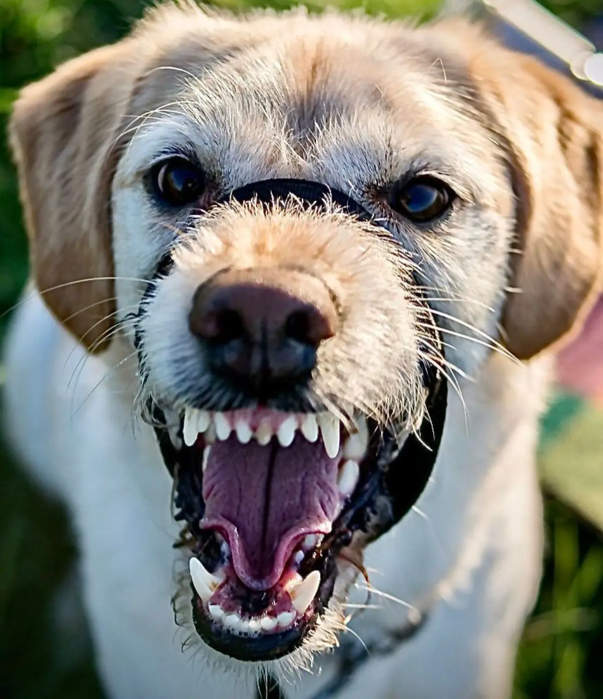 Dispernakan Bandung Barat Perketat Pencegahan Rabies Lewat Vaksinasi Massal HPR – jabarekspres.com
