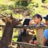Wisatawan mengunjungi penakaran rusa di Tahura Bandung.(son)