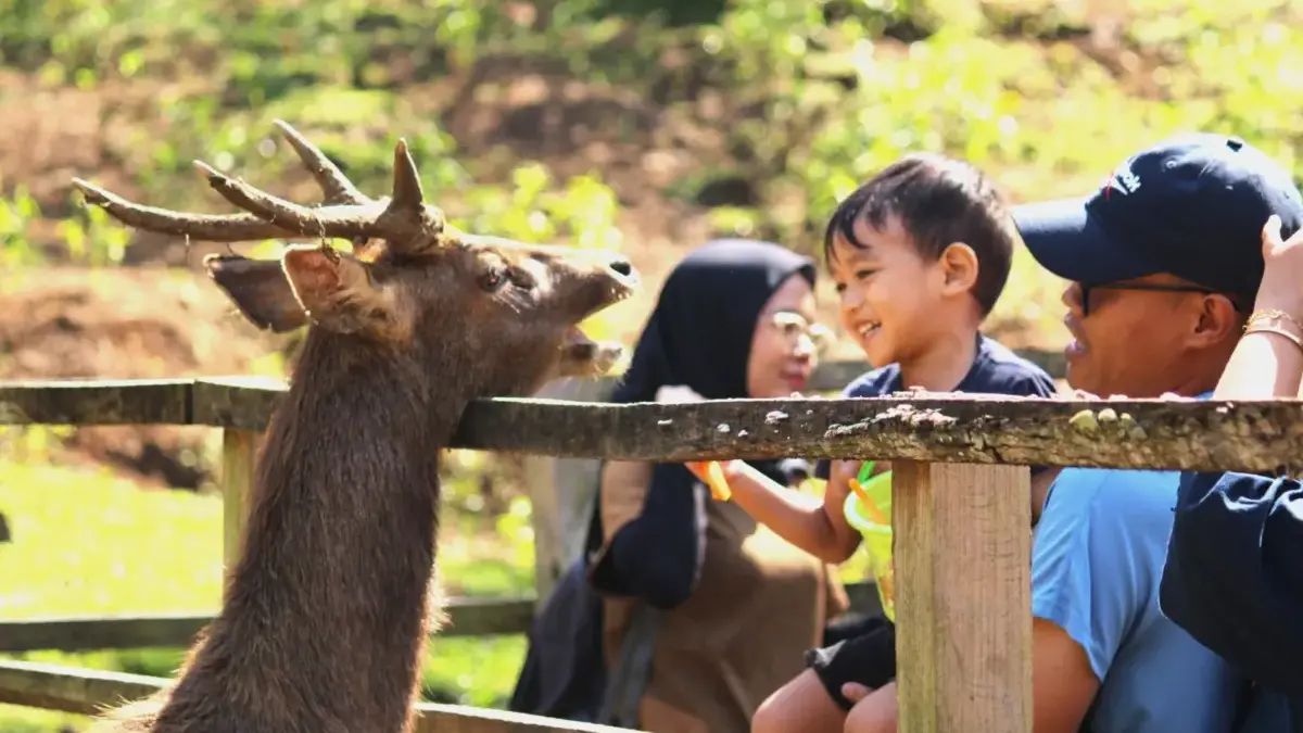 Jabar Siapkan Repositori Data Pariwisata, Dorong Riset hingga Kebijakan Berbasis Data Wisatawan mengunjungi penakaran rusa di Tahura Bandung.(son)