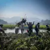 Eceng Gondok Ancam Waduk Saguling, Indonesia Power dan Pemda KBB Lakukan Pembersihan Massal