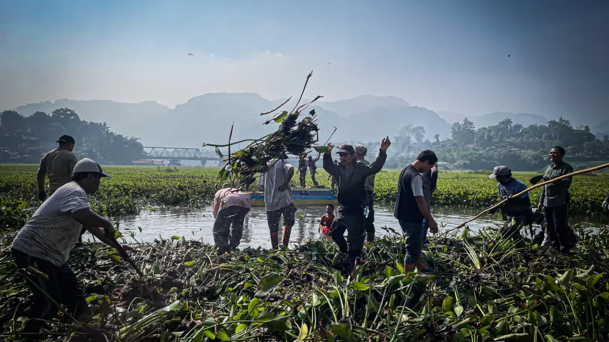 Eceng Gondok Ancam Waduk Saguling, Indonesia Power dan Pemda KBB Lakukan Pembersihan Massal