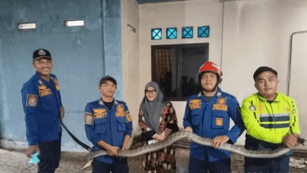 King Kobra Masuk Garasi Rumah Warga di Parung Panjang, Damkar Turun Tangan King Kobra Masuk Garasi Rumah Warga di Parung Panjang, Damkar Turun Tangan