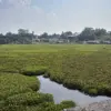Hamparan eceng gondok kuasai perairan Waduk Saguling di Desa Rancapanggung, Kecamatan Cililin, KBB. Dok Jabar