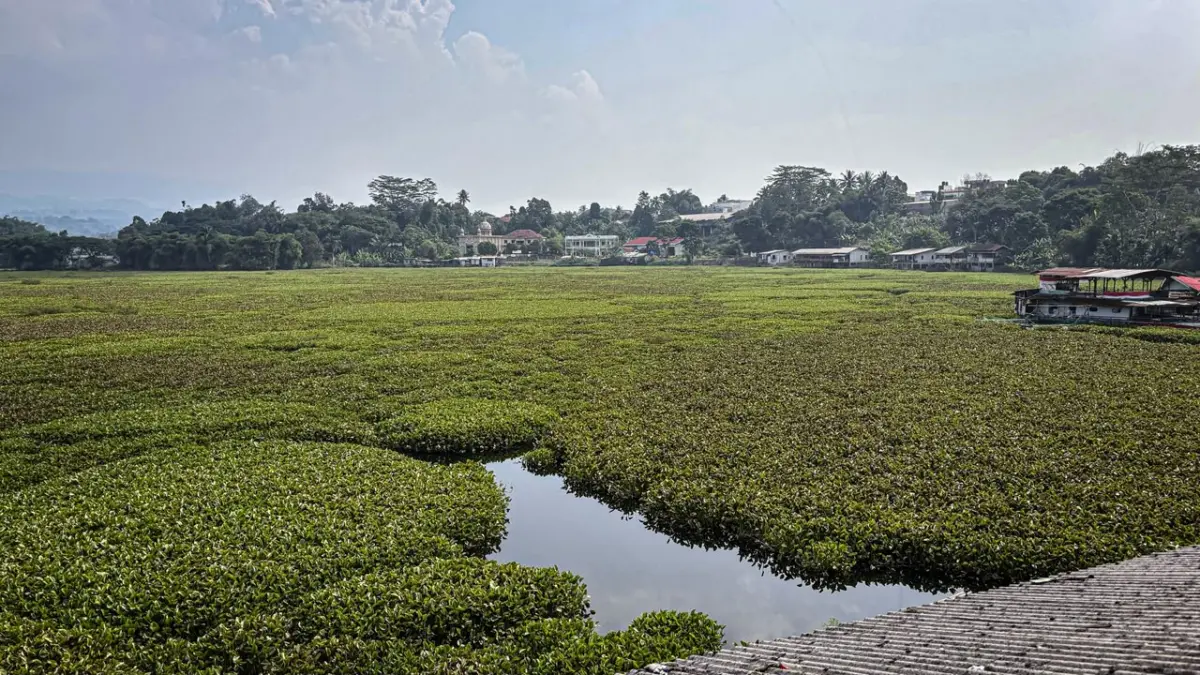 Petani Ikan di Ciminyak KBB Kehilangan Mata Pencaharian Akibat Eceng Gondok Hamparan eceng gondok kuasai perairan Waduk Saguling di Desa Rancapanggung, Kecamatan Cililin, KBB. Dok Jabar