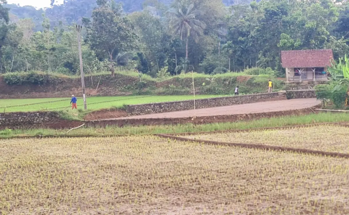 Di Tengah Pupuk Langka dan Ancaman El Nino Ekstrem, Petani Tasikmalaya Bertaruh pada Harapan – jabarekspres.com