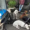 Empat anjing pemburu yang menyerang bocah berusia 9 tahun hingga tewas di Kampung Sipak, Desa Sipak, Kecamata