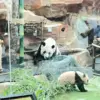 Taman Safari Perkenalkan Satrio Wiratama, Baby Giant Panda Pertama yang Lahir di Indonesia