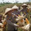 Swasembada Jagung di KBB, Polres Cimahi Catat Panen 377,5 Ton dari 334,5 Hektare
