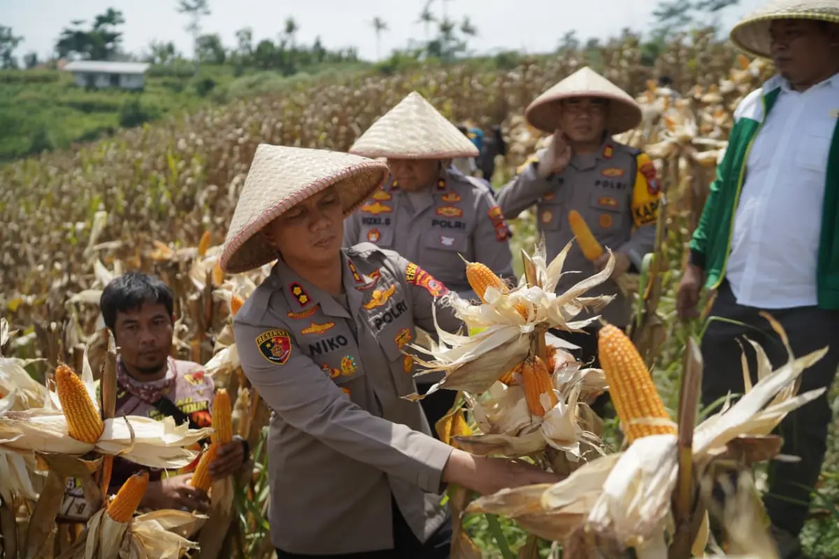 Swasembada Jagung di KBB, Polres Cimahi Catat Panen 377,5 Ton dari 334,5 Hektare – jabarekspres.com