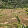 Kerusakan jaringan irigasi membuat puluhan hektare lahan pertanian kehilangan sumber pengairan dan tidak produ