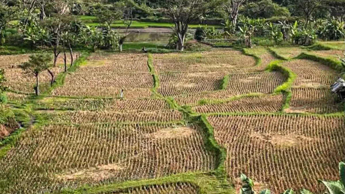 Kerusakan jaringan irigasi membuat puluhan hektare lahan pertanian kehilangan sumber pengairan dan tidak produ