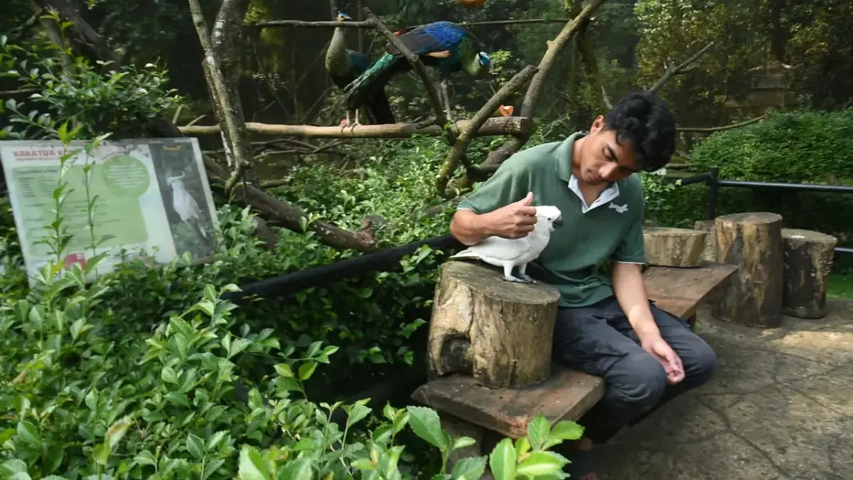 Pekerja merawat satwa burung Kakatua Koki di Bandung Zoo, Kota Bandung, Jumat (12/6/2026). Pemerintah Kota Ban